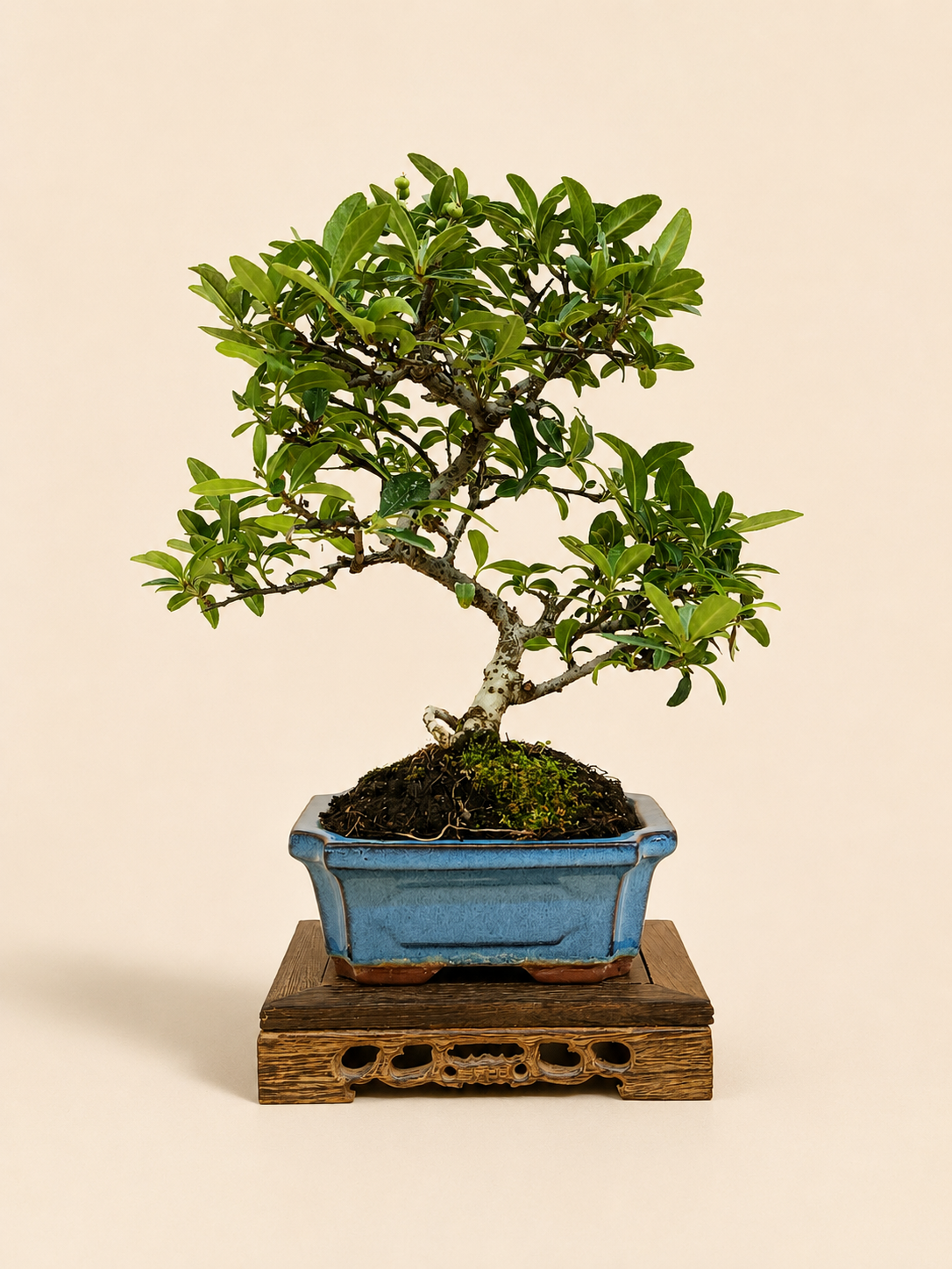 Pyracantha – 7 éves tűztövis bonsai