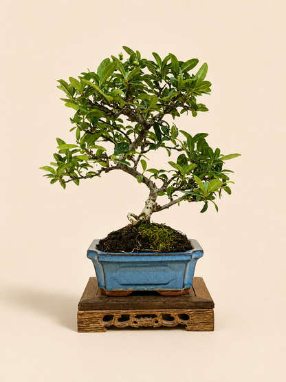 Pyracantha – 7 éves tűztövis bonsai