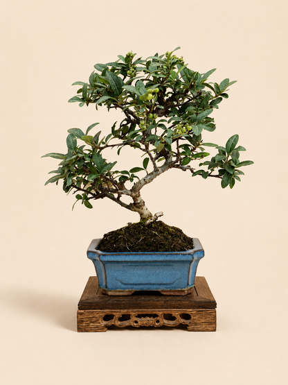 Pyracantha – 7 éves tűztövis bonsai