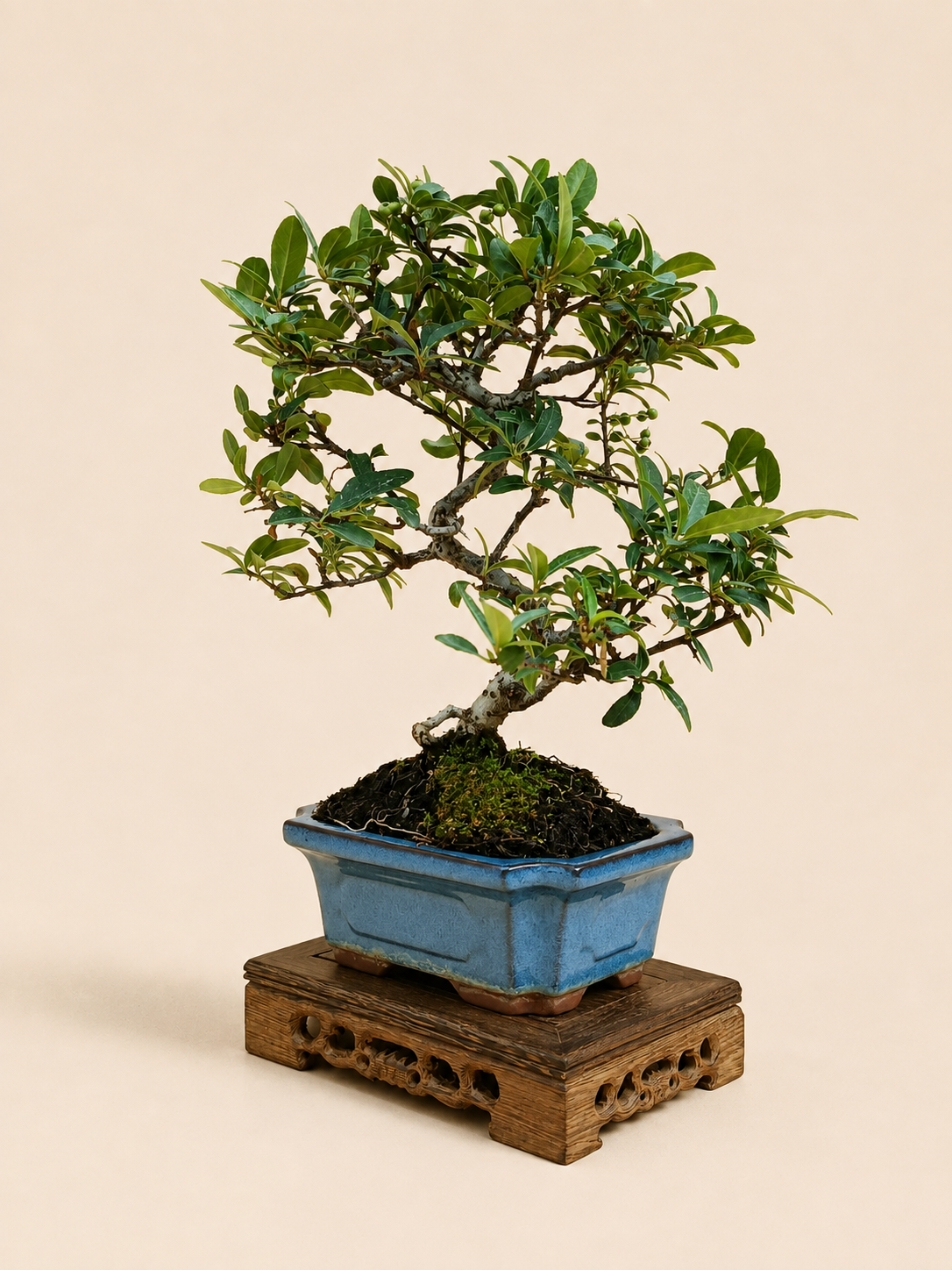 Pyracantha – 7 éves tűztövis bonsai