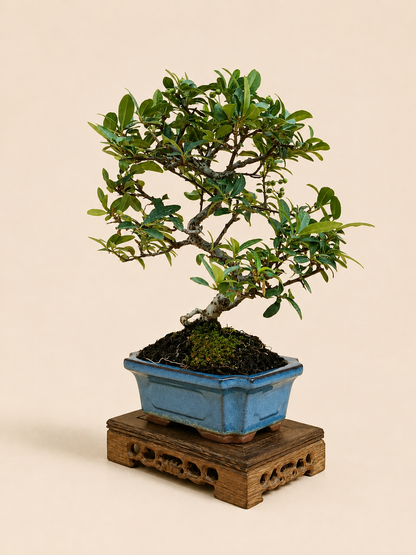 Pyracantha – 7 éves tűztövis bonsai