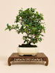 Pyracantha – 7 éves tűztövis bonsai