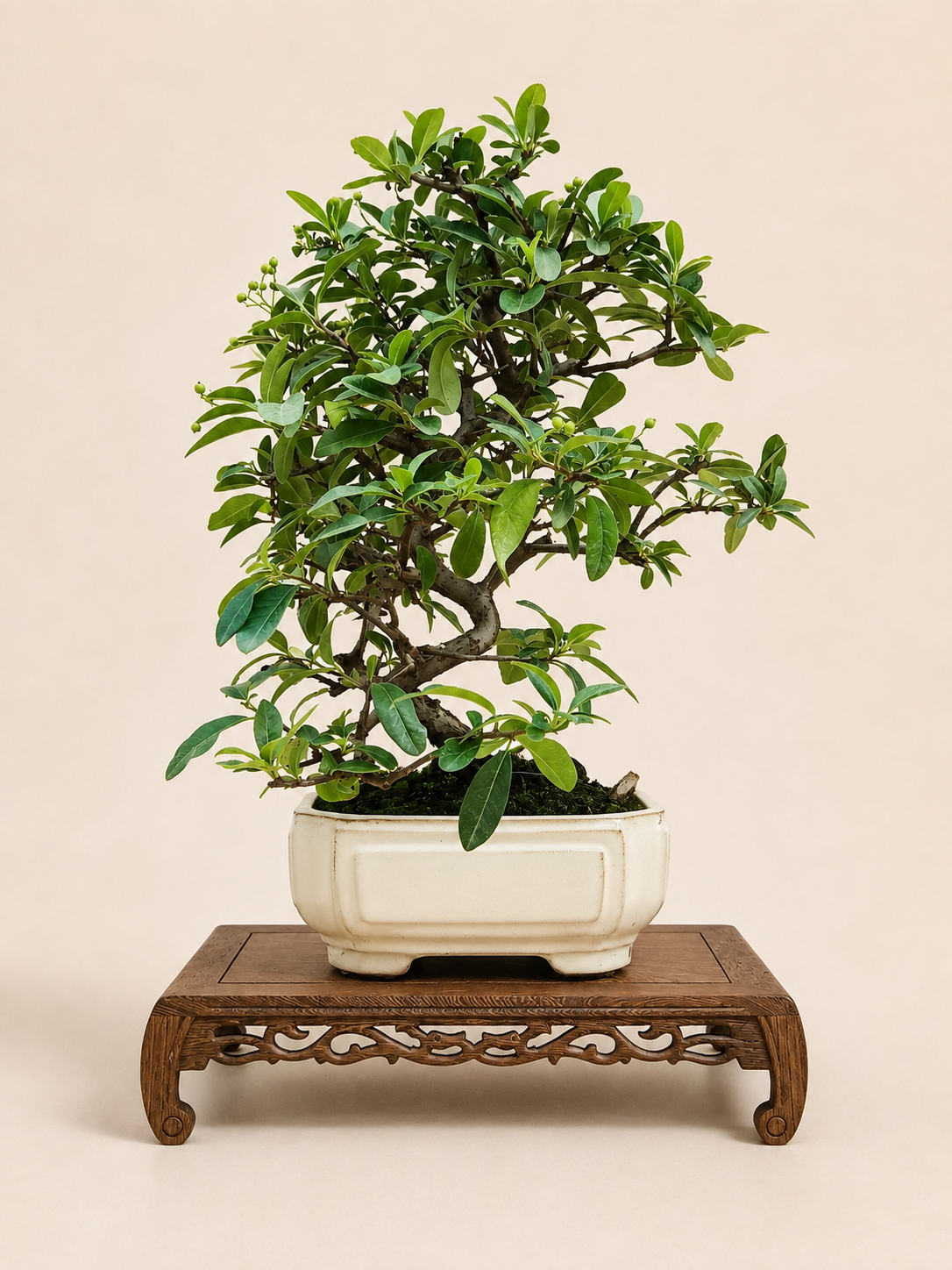 Pyracantha – 7 éves tűztövis bonsai