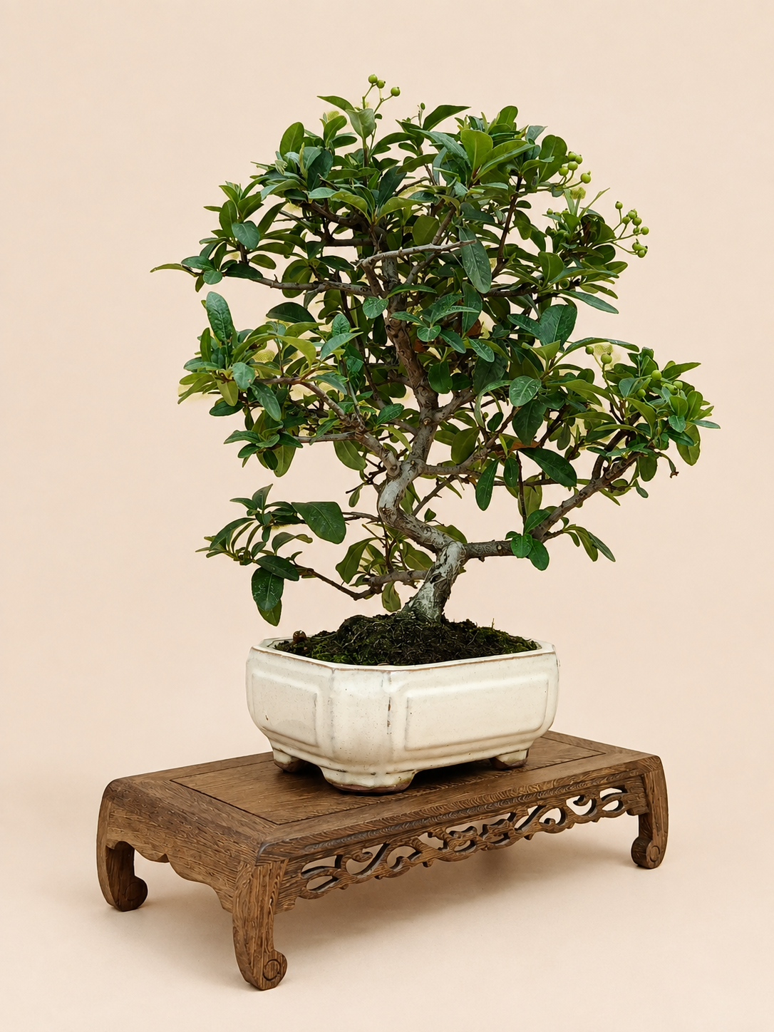 Pyracantha – 7 éves tűztövis bonsai