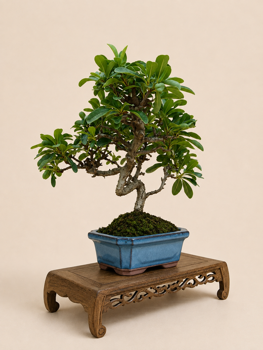 Pyracantha – 7 éves tűztövis bonsai