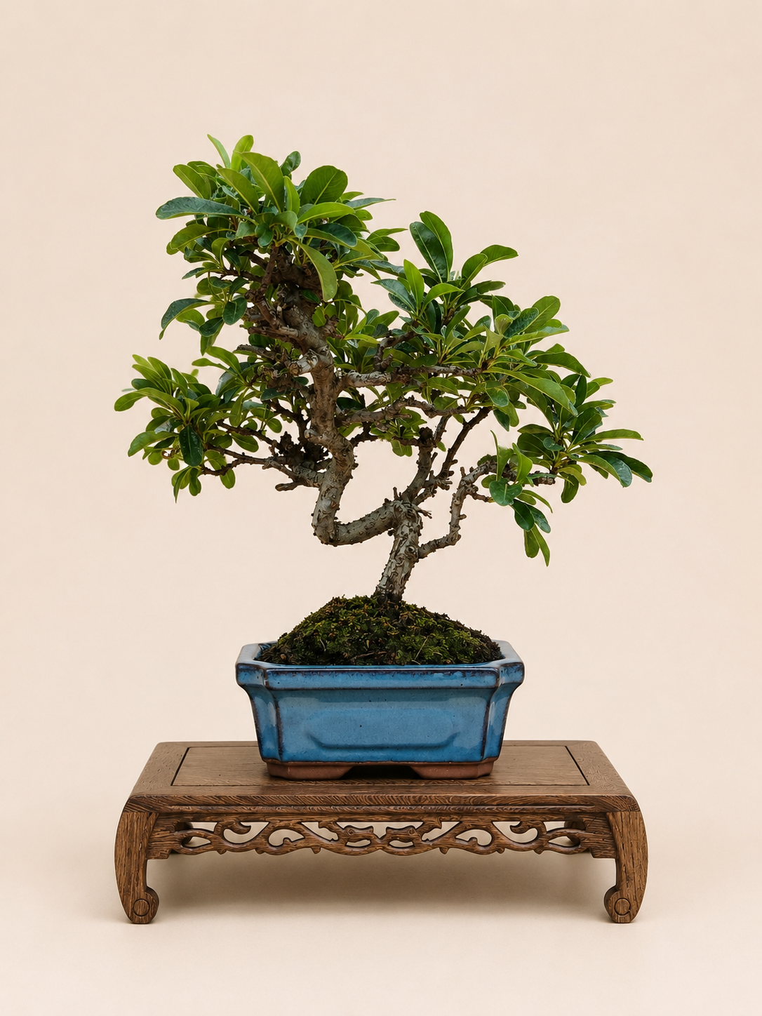 Pyracantha – 7 éves tűztövis bonsai