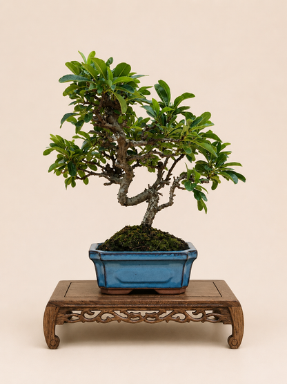 Pyracantha – 7 éves tűztövis bonsai