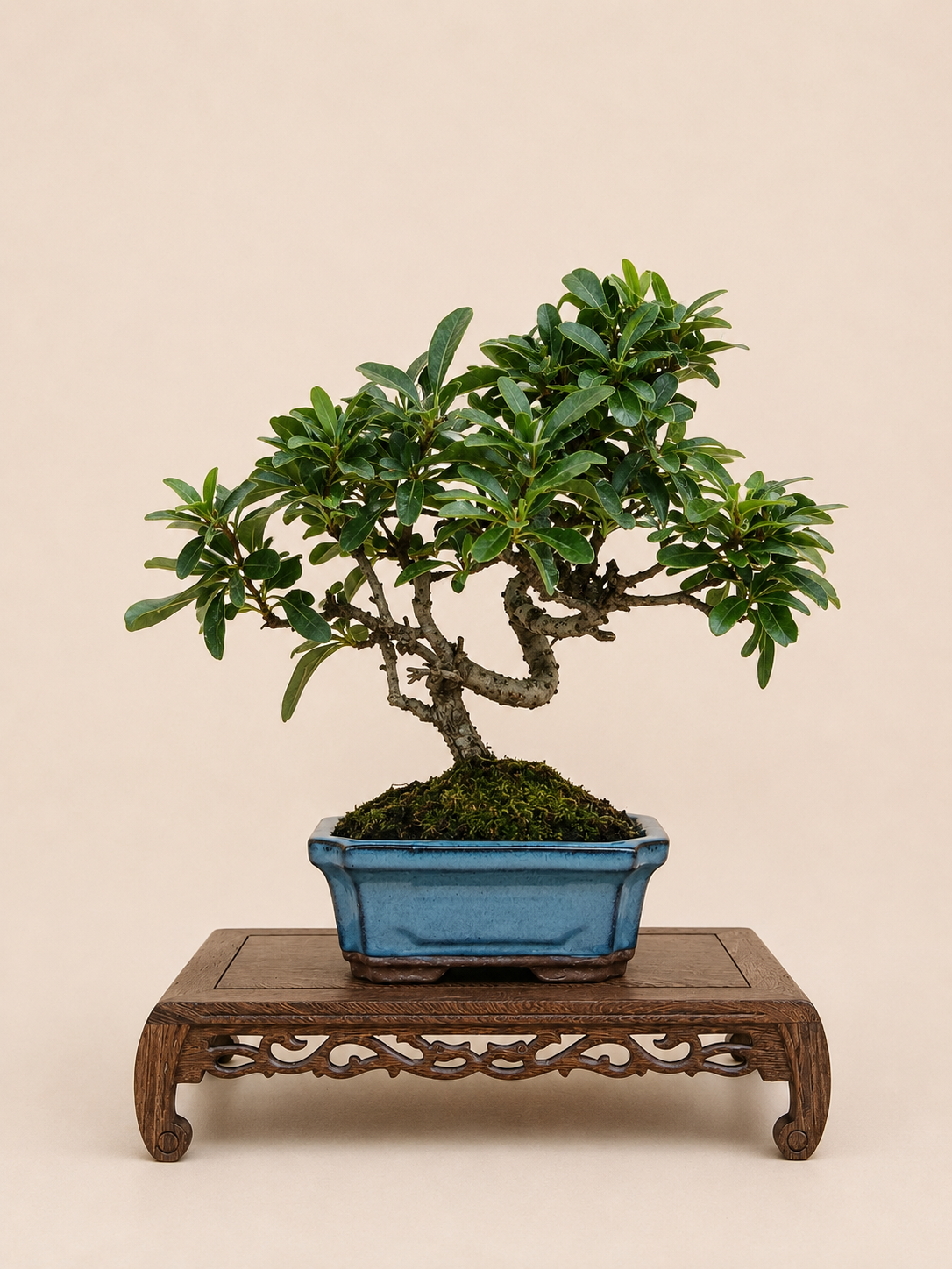 Pyracantha – 7 éves tűztövis bonsai
