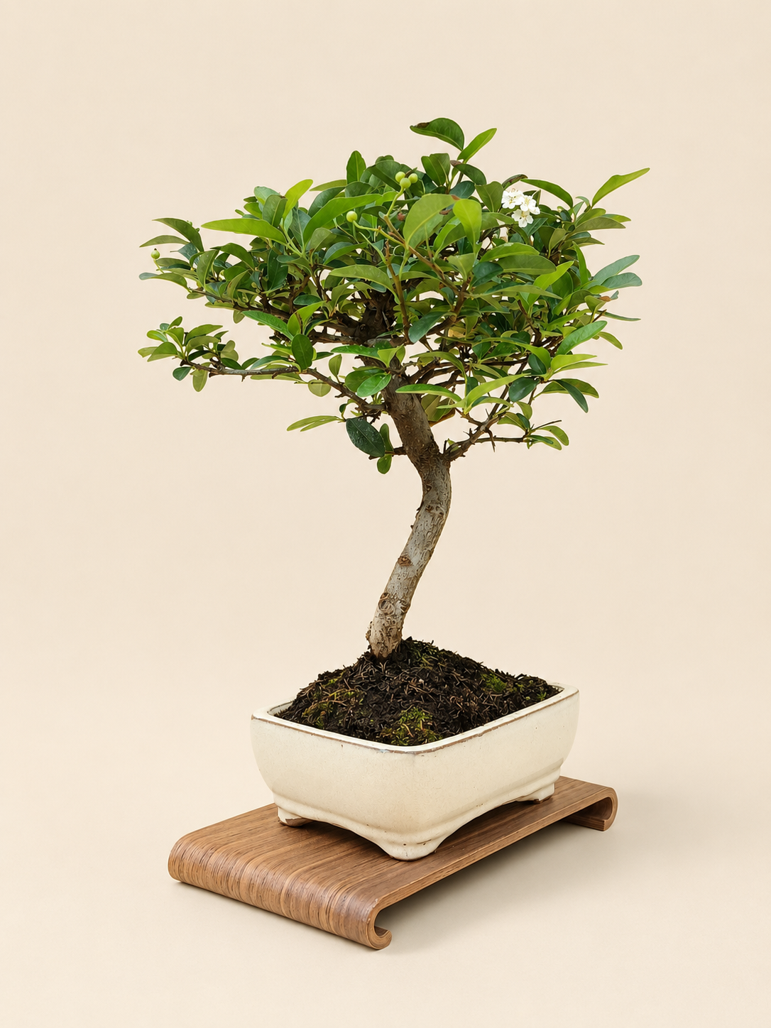Pyracantha – 7 éves tűztövis bonsai