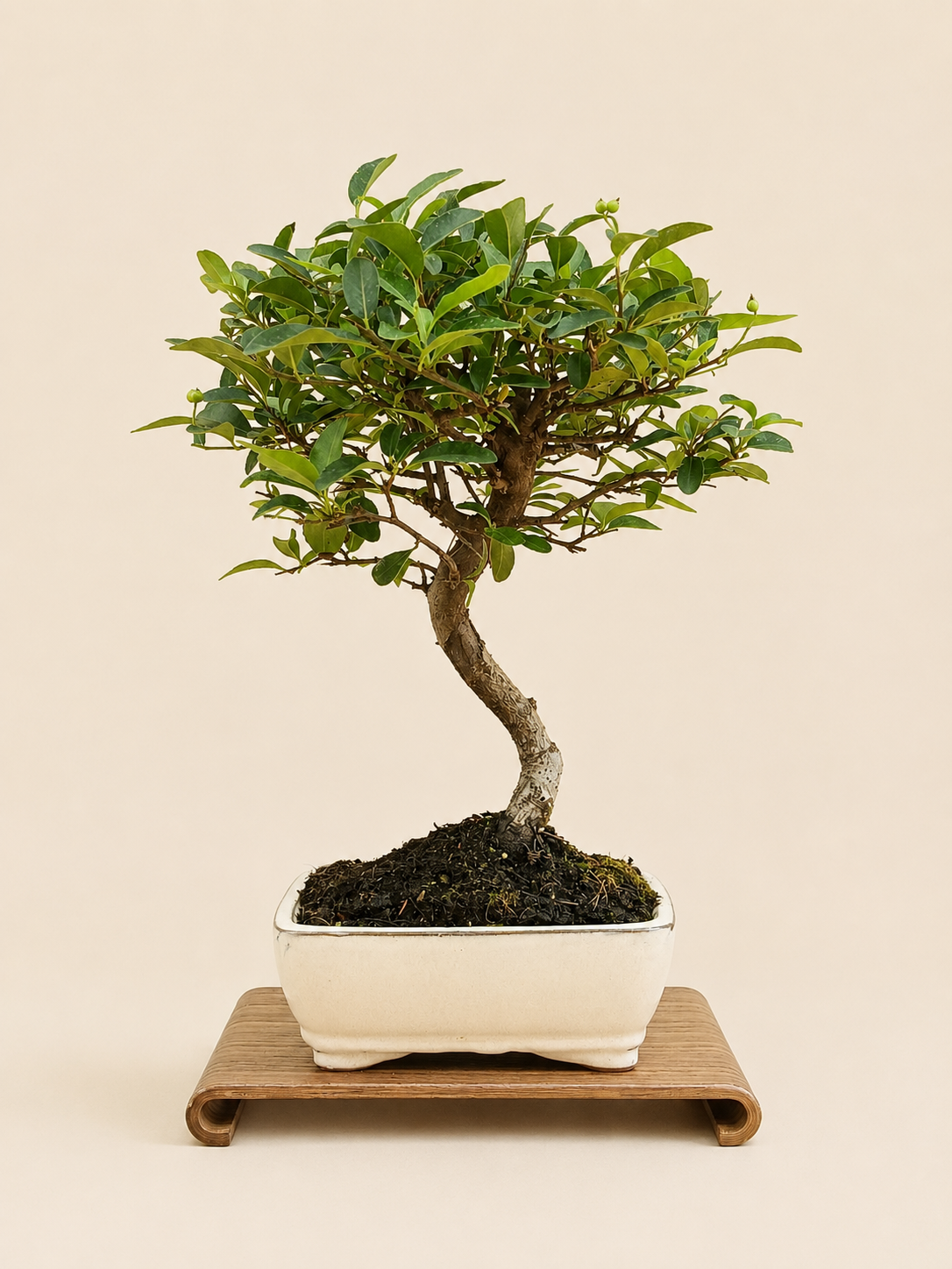 Pyracantha – 7 éves tűztövis bonsai