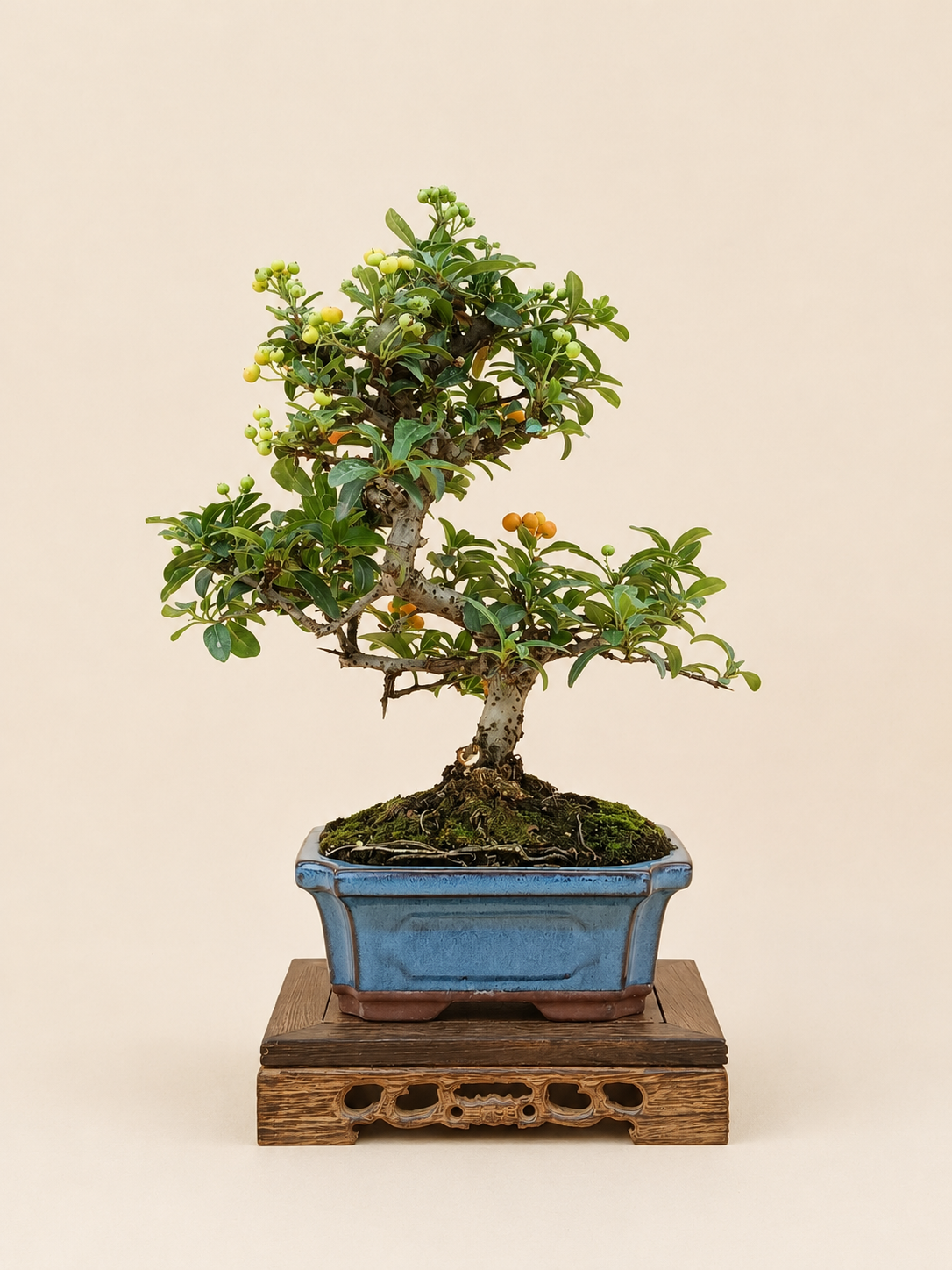 Pyracantha – 7 éves tűztövis bonsai