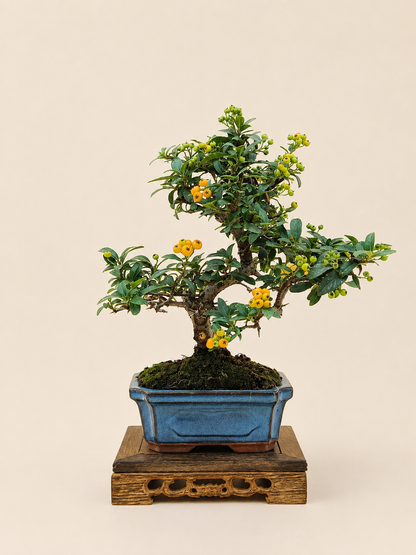 Pyracantha – 7 éves tűztövis bonsai