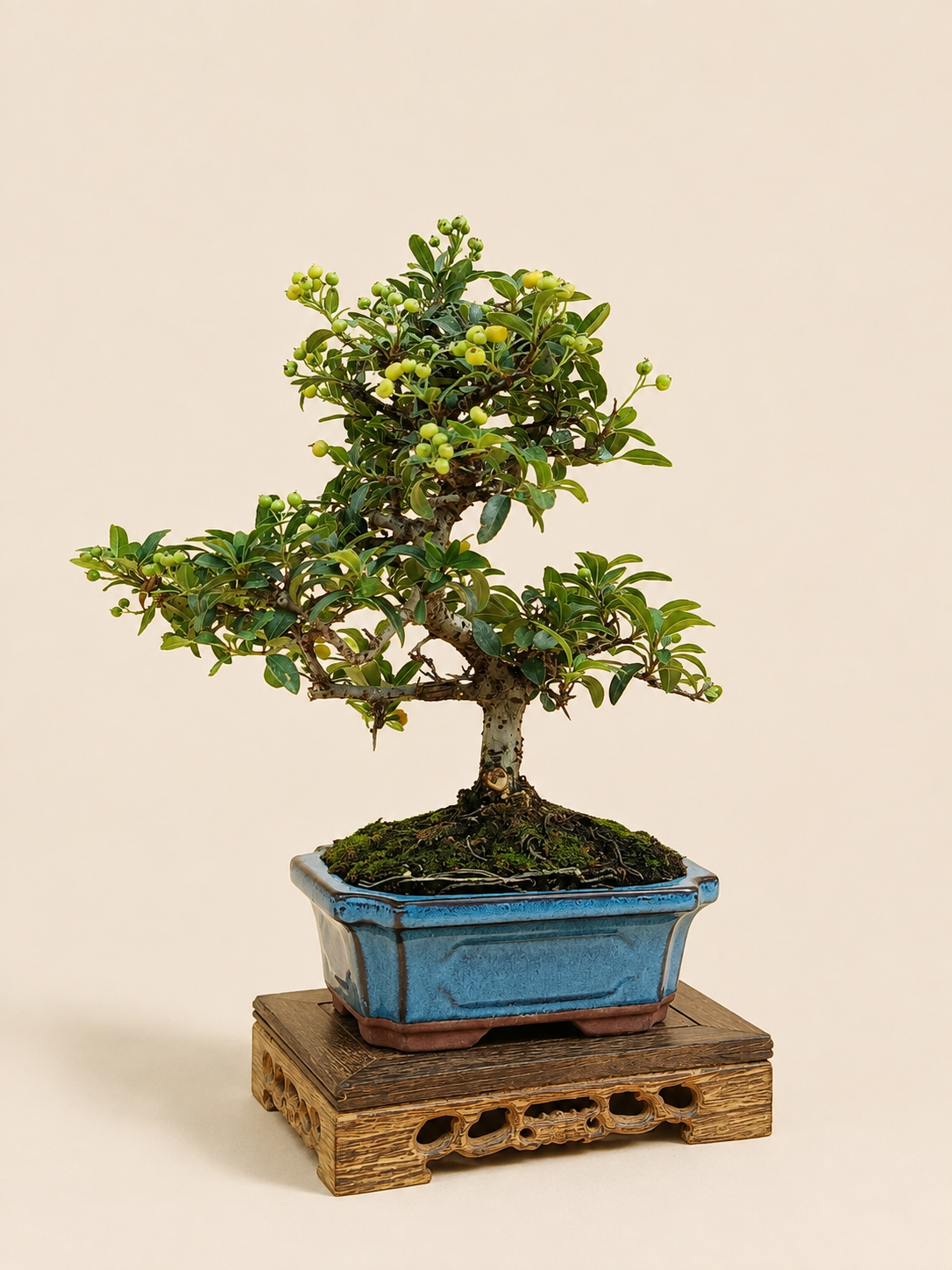 Pyracantha – 7 éves tűztövis bonsai