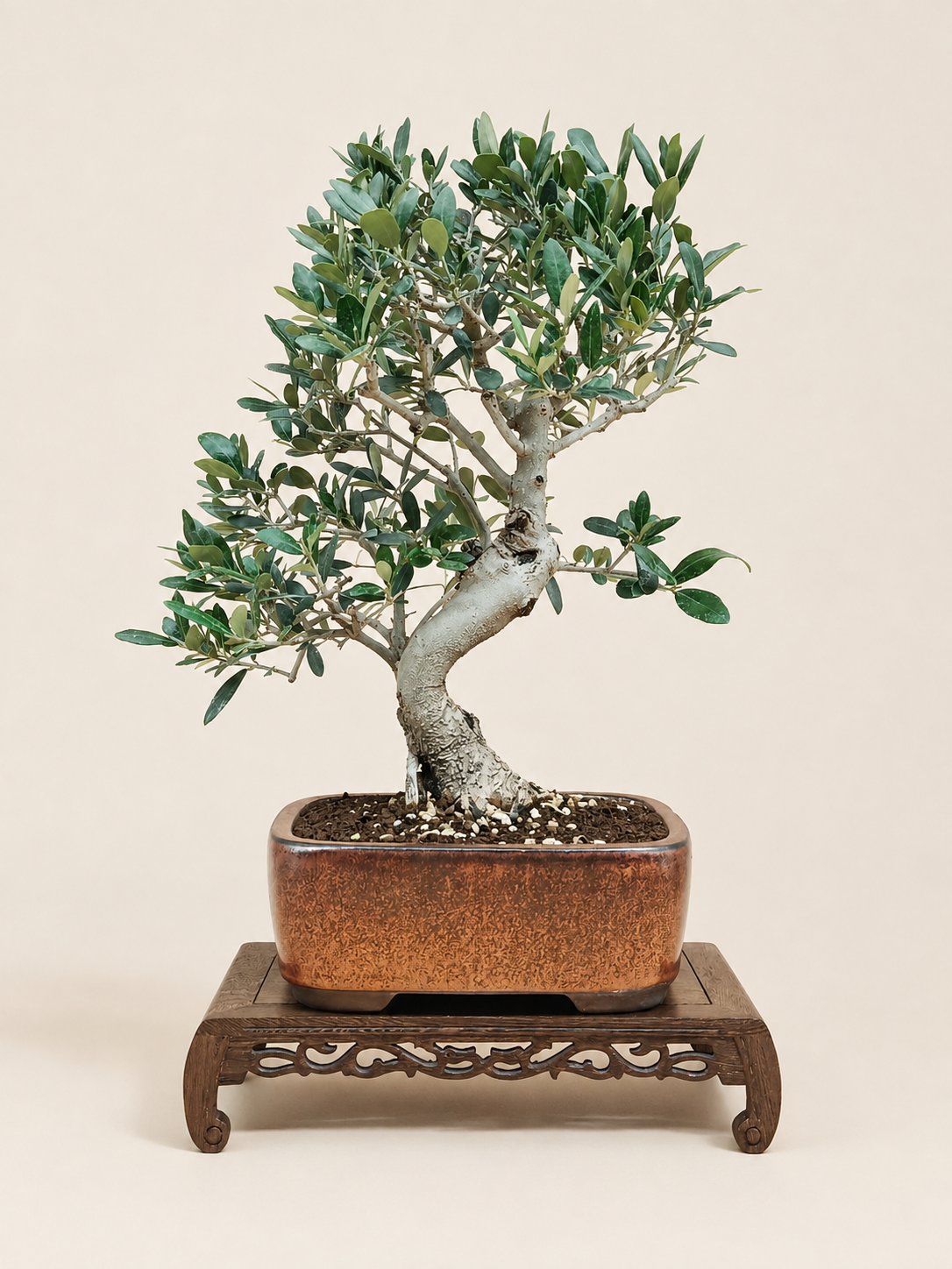Olea europaea – 13 éves olajfa bonsai