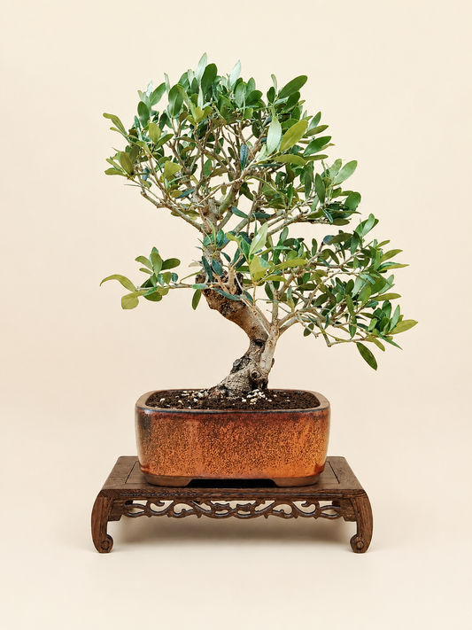Olea europaea – 13 éves olajfa bonsai