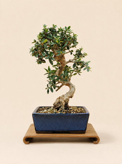 Olea europaea sylvestris – 10 éves vadolajfa bonsai