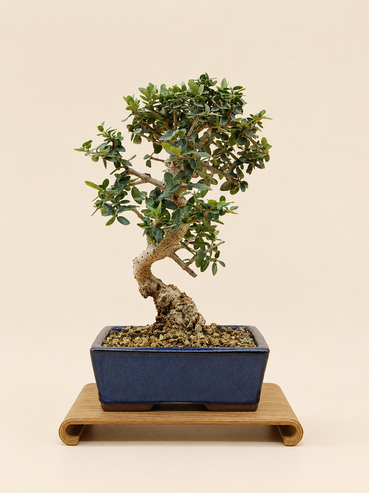 Olea europaea sylvestris – 10 éves vadolajfa bonsai