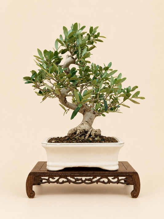 Olea europaea – 13 éves olajfa bonsai