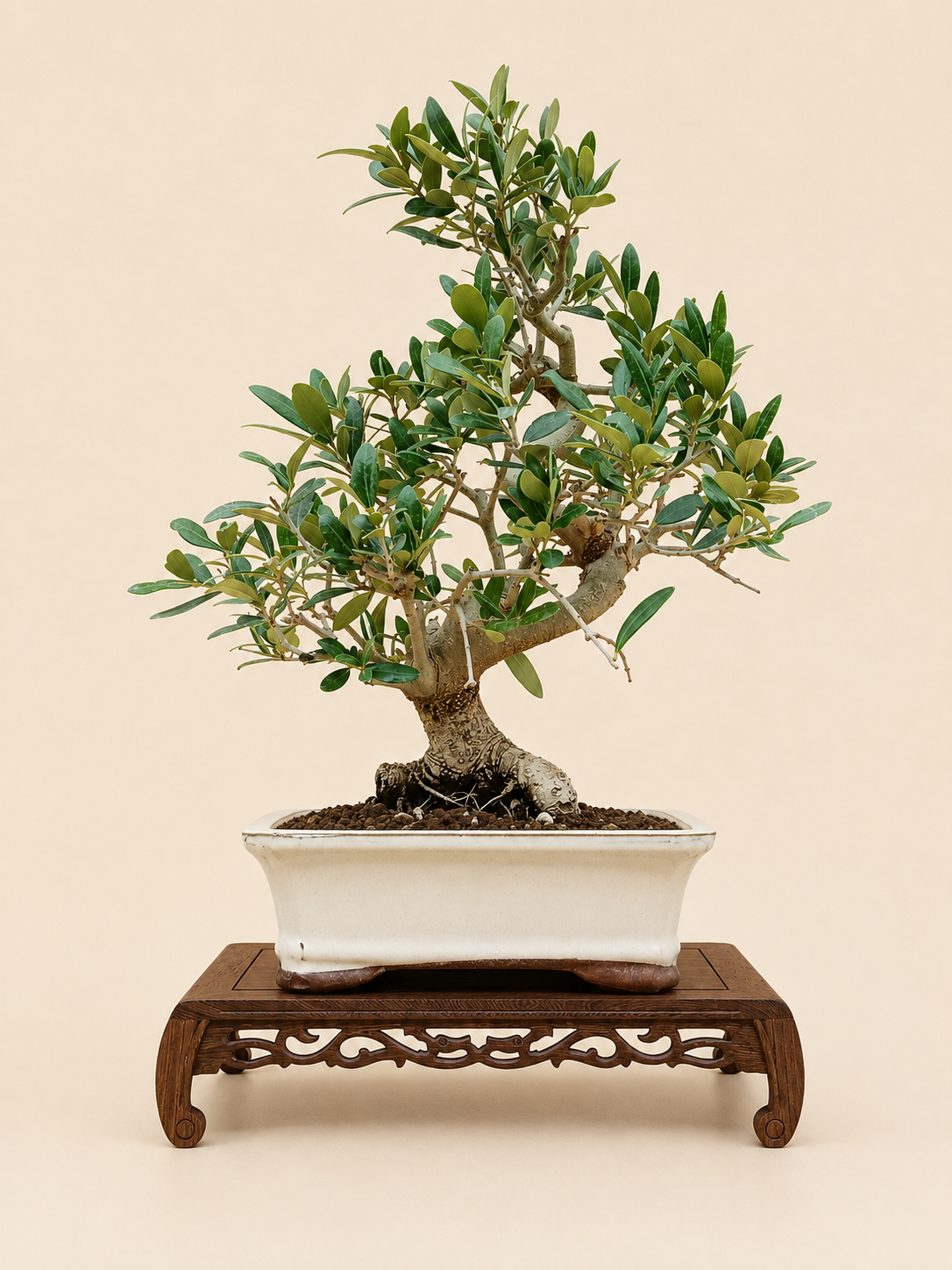 Olea europaea – 13 éves olajfa bonsai