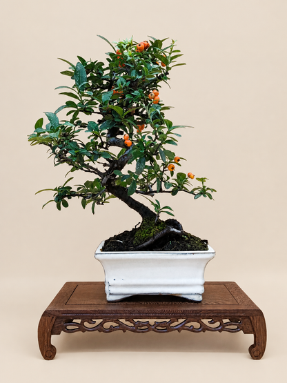 Pyracantha – 7 éves tűztövis bonsai
