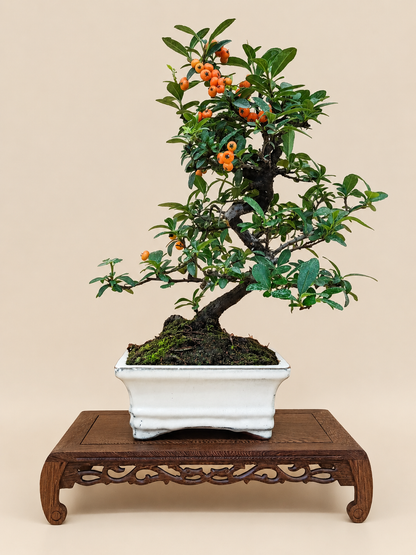 Pyracantha – 7 éves tűztövis bonsai