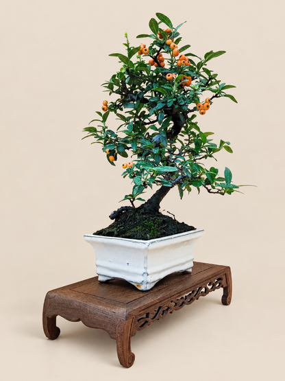 Pyracantha – 7 éves tűztövis bonsai
