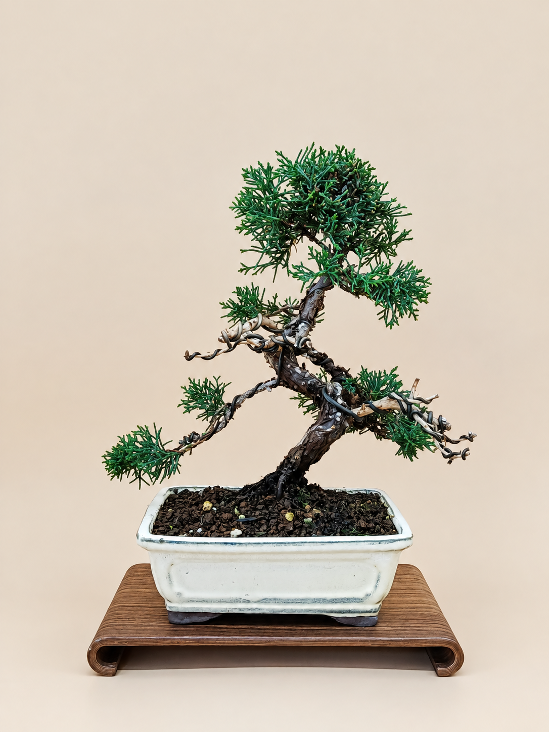 Juniperus chinensis 'Kyushu' - 10 éves kínai boróka bonsai