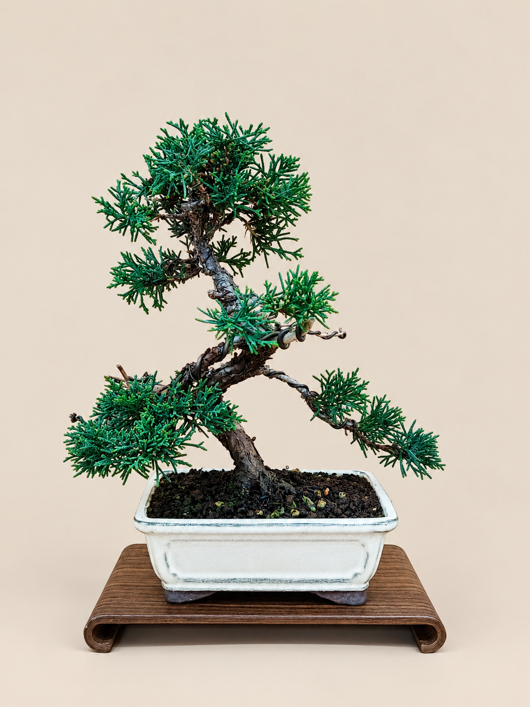 Juniperus chinensis 'Kyushu' - 10 éves kínai boróka bonsai