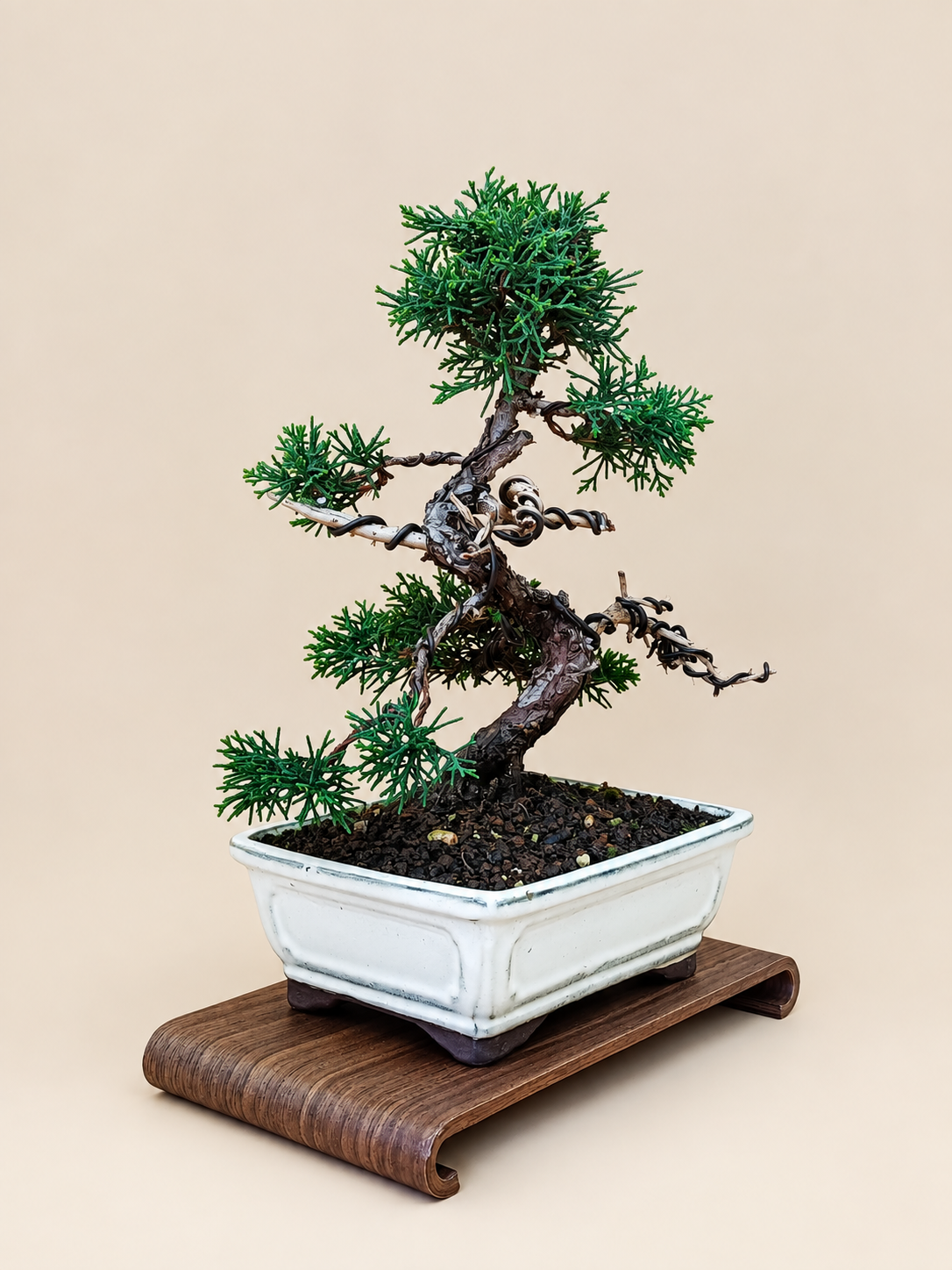 Juniperus chinensis 'Kyushu' - 10 éves kínai boróka bonsai