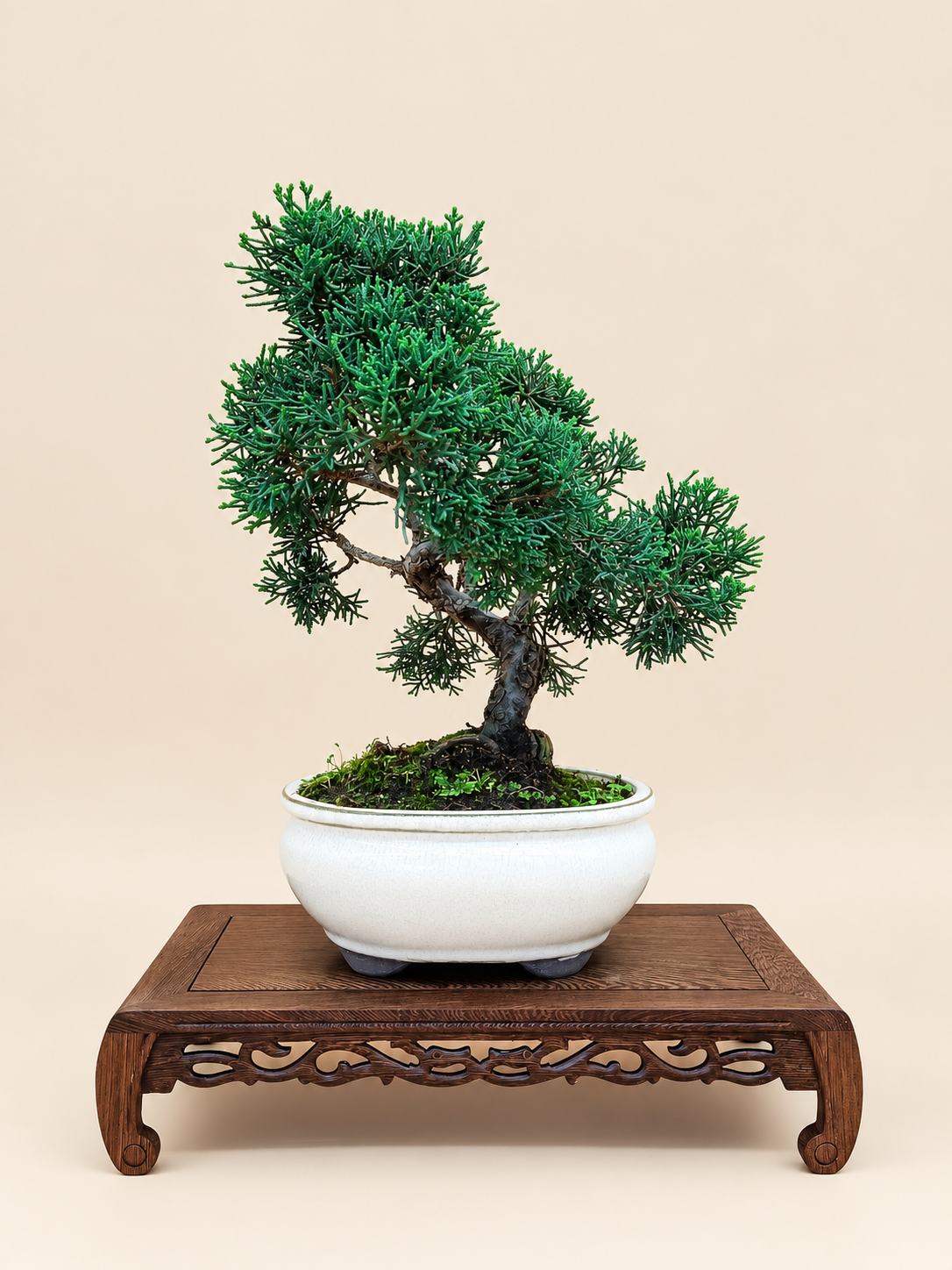 Juniperus chinensis 'Kyushu' - 10 éves kínai boróka bonsai