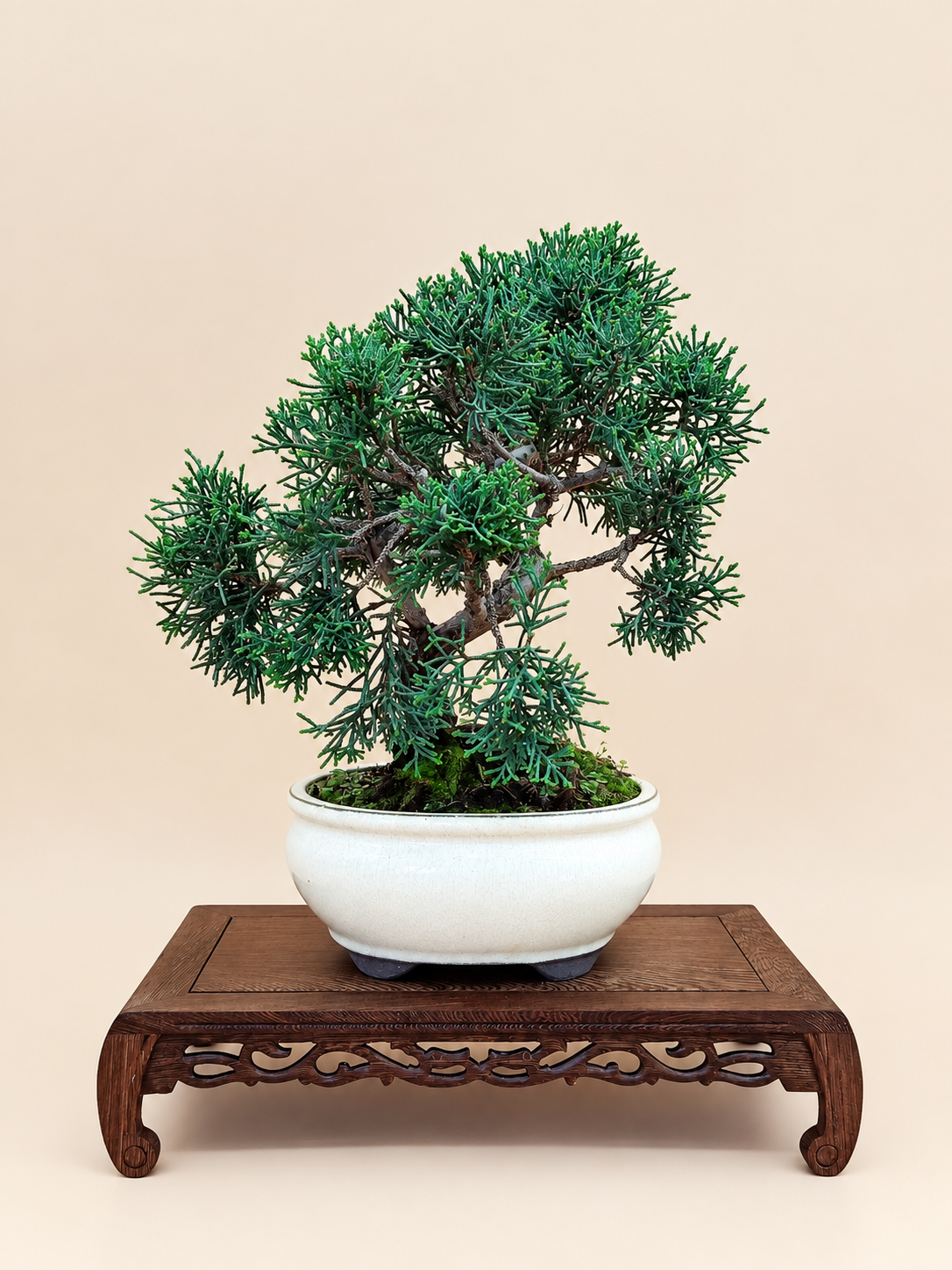 Juniperus chinensis 'Kyushu' - 10 éves kínai boróka bonsai