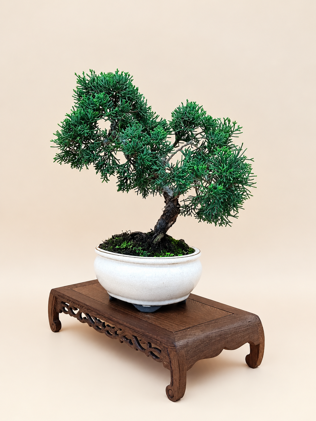 Juniperus chinensis 'Kyushu' - 10 éves kínai boróka bonsai