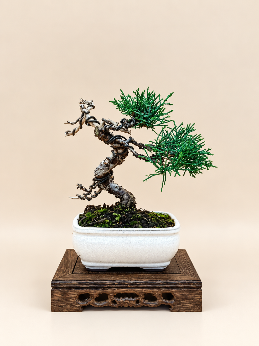 Juniperus chinensis 'Kyushu' - 8 éves kínai boróka bonsai