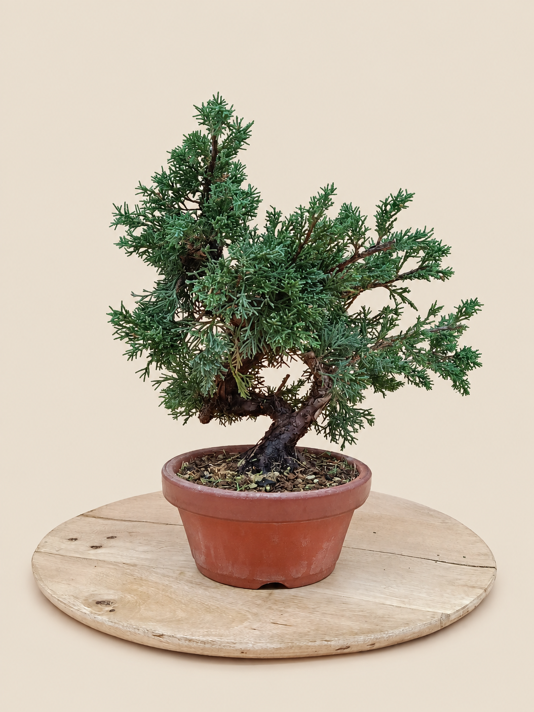 Juniperus chinensis 'Kyushu' - 9 éves kínai boróka pre-bonsai