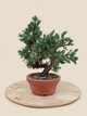 Juniperus chinensis 'Kyushu' - 9 éves kínai boróka pre-bonsai