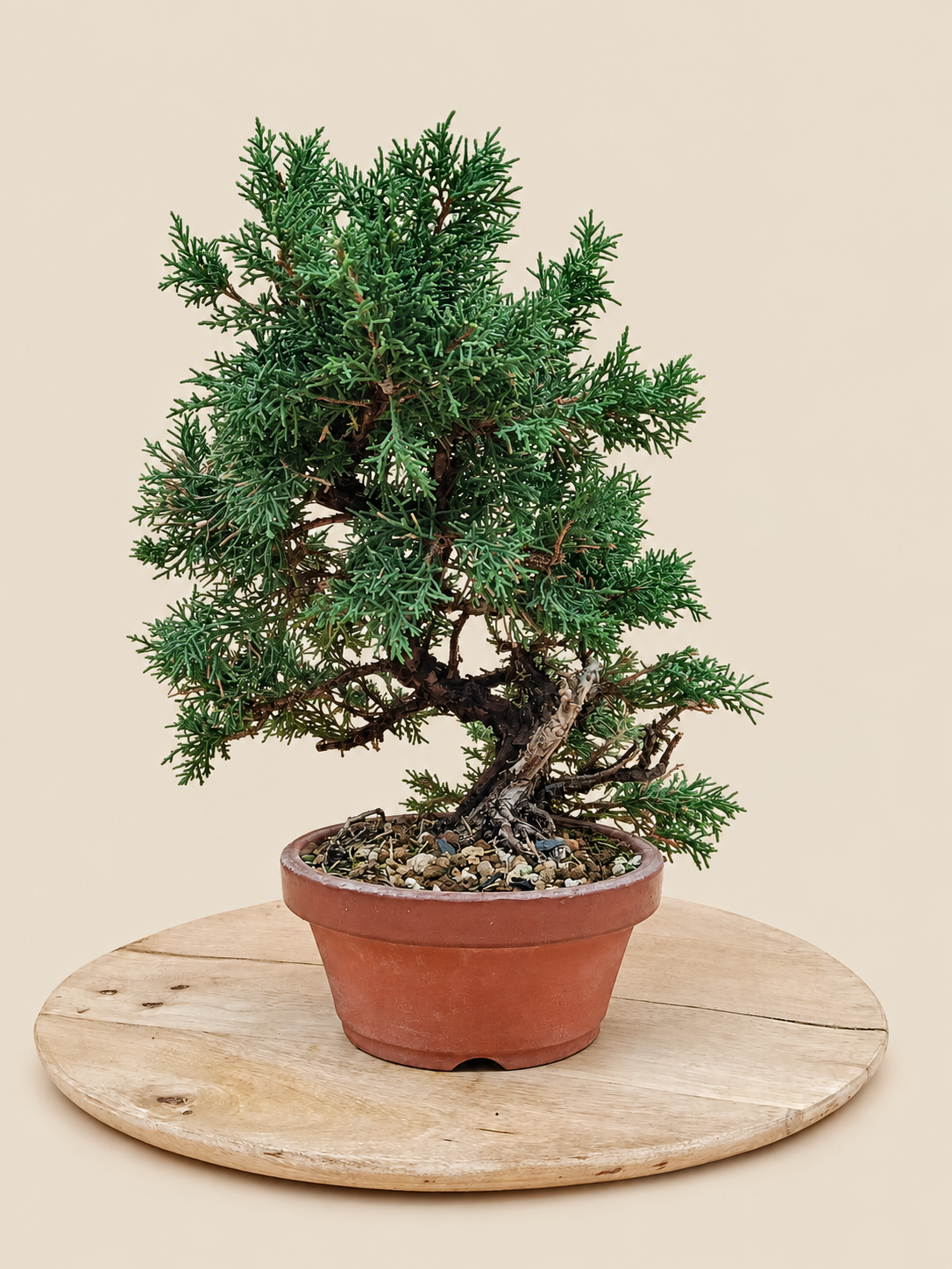 Juniperus chinensis 'Kyushu' - 10 éves kínai boróka pre-bonsai