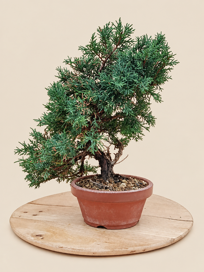 Juniperus chinensis 'Kyushu' - 10 éves kínai boróka pre-bonsai