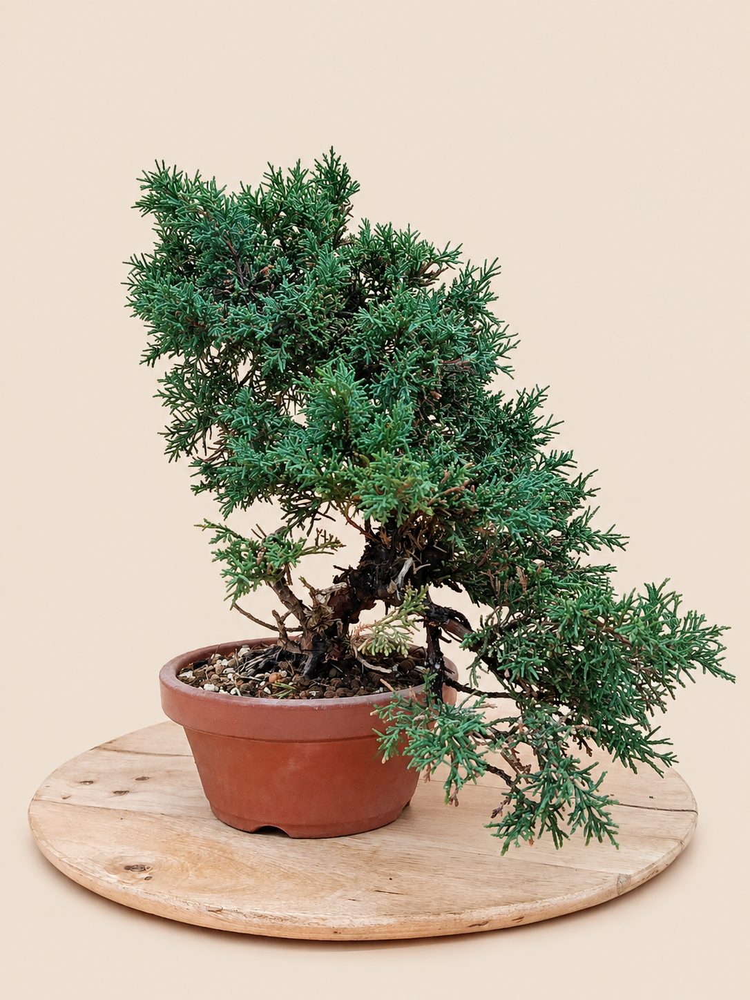 Juniperus chinensis 'Kyushu' - 10 éves kínai boróka pre-bonsai