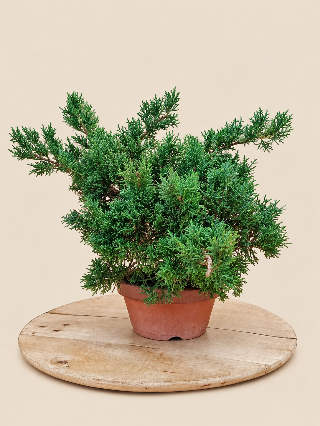 Juniperus chinensis 'Kyushu' - 9 éves kínai boróka pre-bonsai