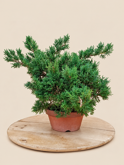 Juniperus chinensis 'Kyushu' - 9 éves kínai boróka pre-bonsai
