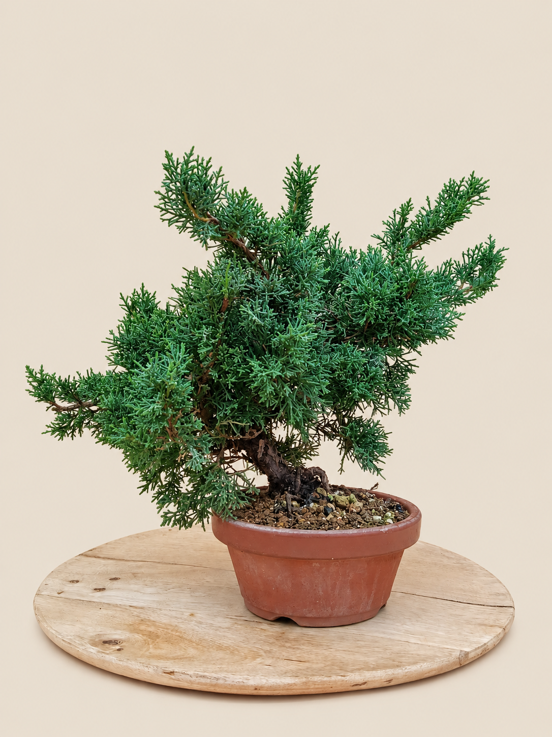 Juniperus chinensis 'Kyushu' - 9 éves kínai boróka pre-bonsai