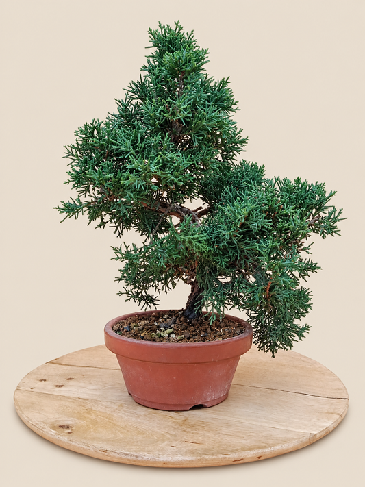 Juniperus chinensis 'Kyushu' - 9 éves kínai boróka pre-bonsai