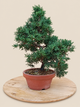 Juniperus chinensis 'Kyushu' - 9 éves kínai boróka pre-bonsai