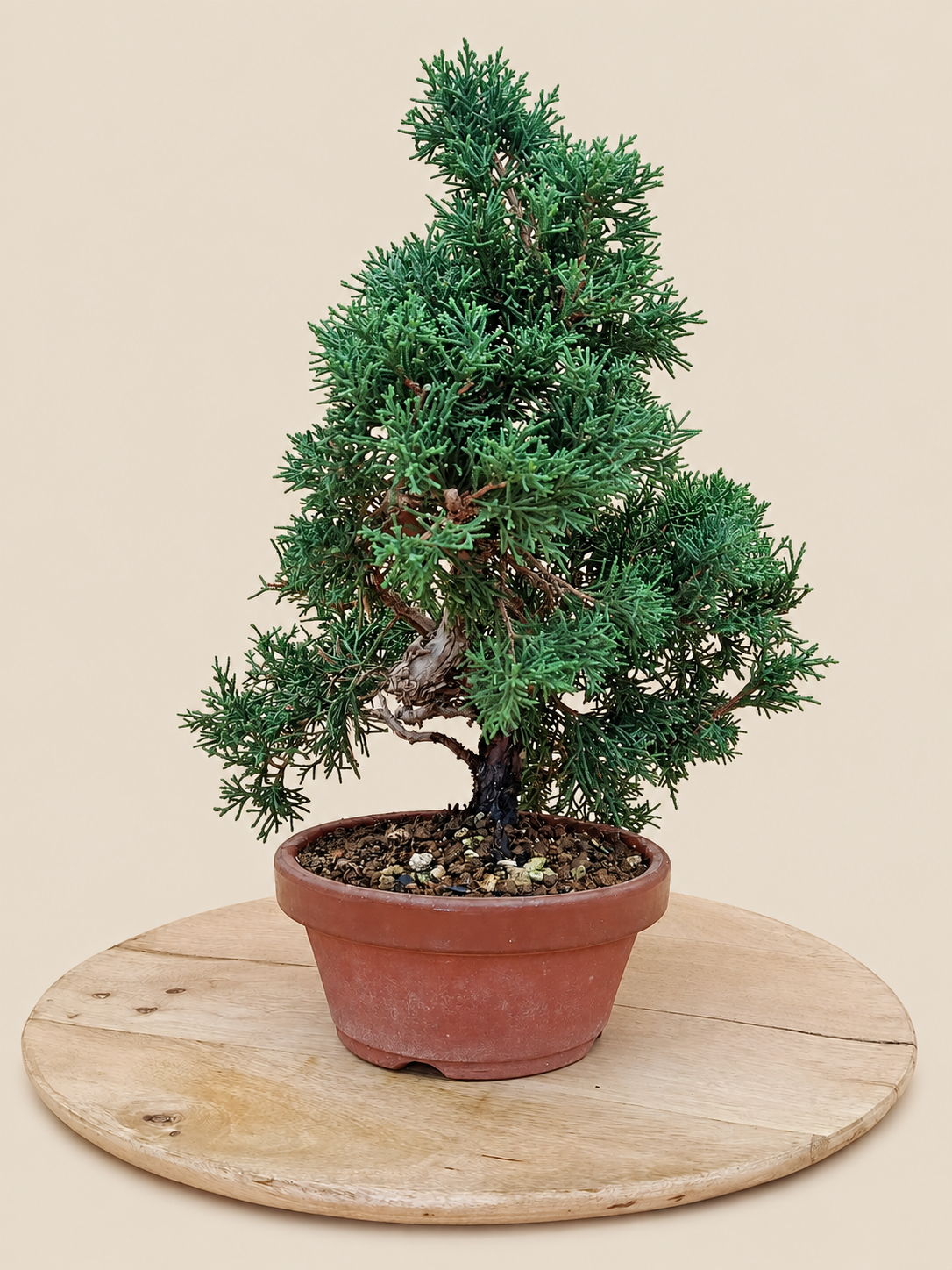 Juniperus chinensis 'Kyushu' - 9 éves kínai boróka pre-bonsai