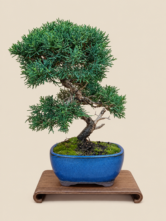 Juniperus chinensis 'Kyushu' - 10 éves kínai boróka bonsai