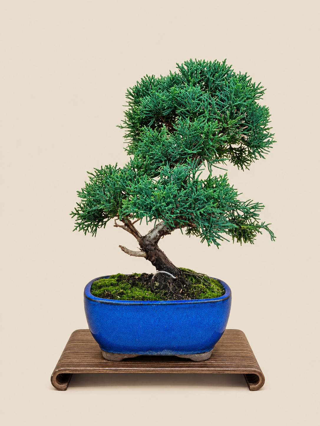 Juniperus chinensis 'Kyushu' - 10 éves kínai boróka bonsai