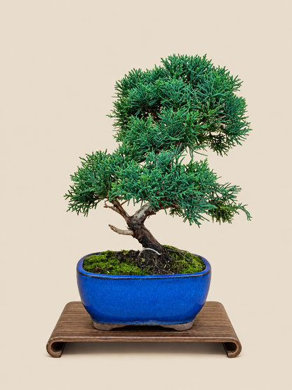 Juniperus chinensis 'Kyushu' - 10 éves kínai boróka bonsai