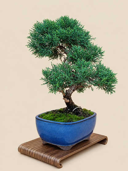 Juniperus chinensis 'Kyushu' - 10 éves kínai boróka bonsai