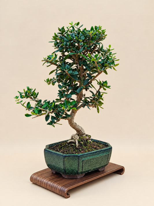 Olea europaea sylvestris – 9 éves vadolajfa bonsai
