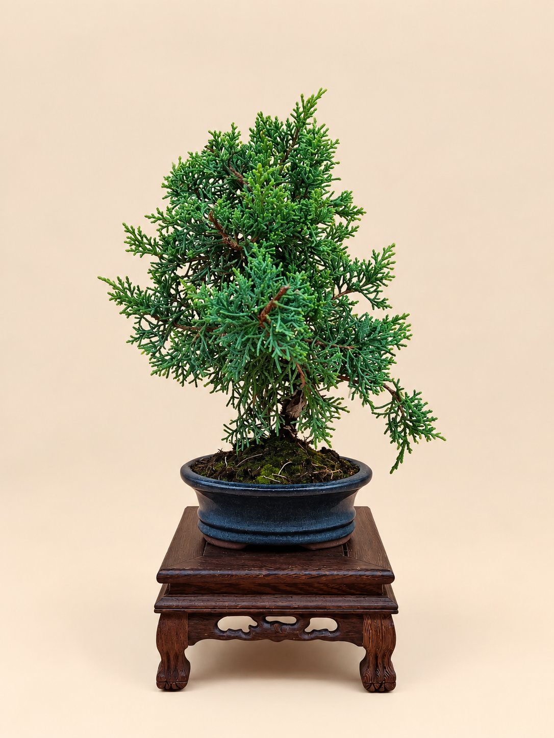 Juniperus chinensis 'Kyushu' - 7 éves fiatal kínai boróka bonsai